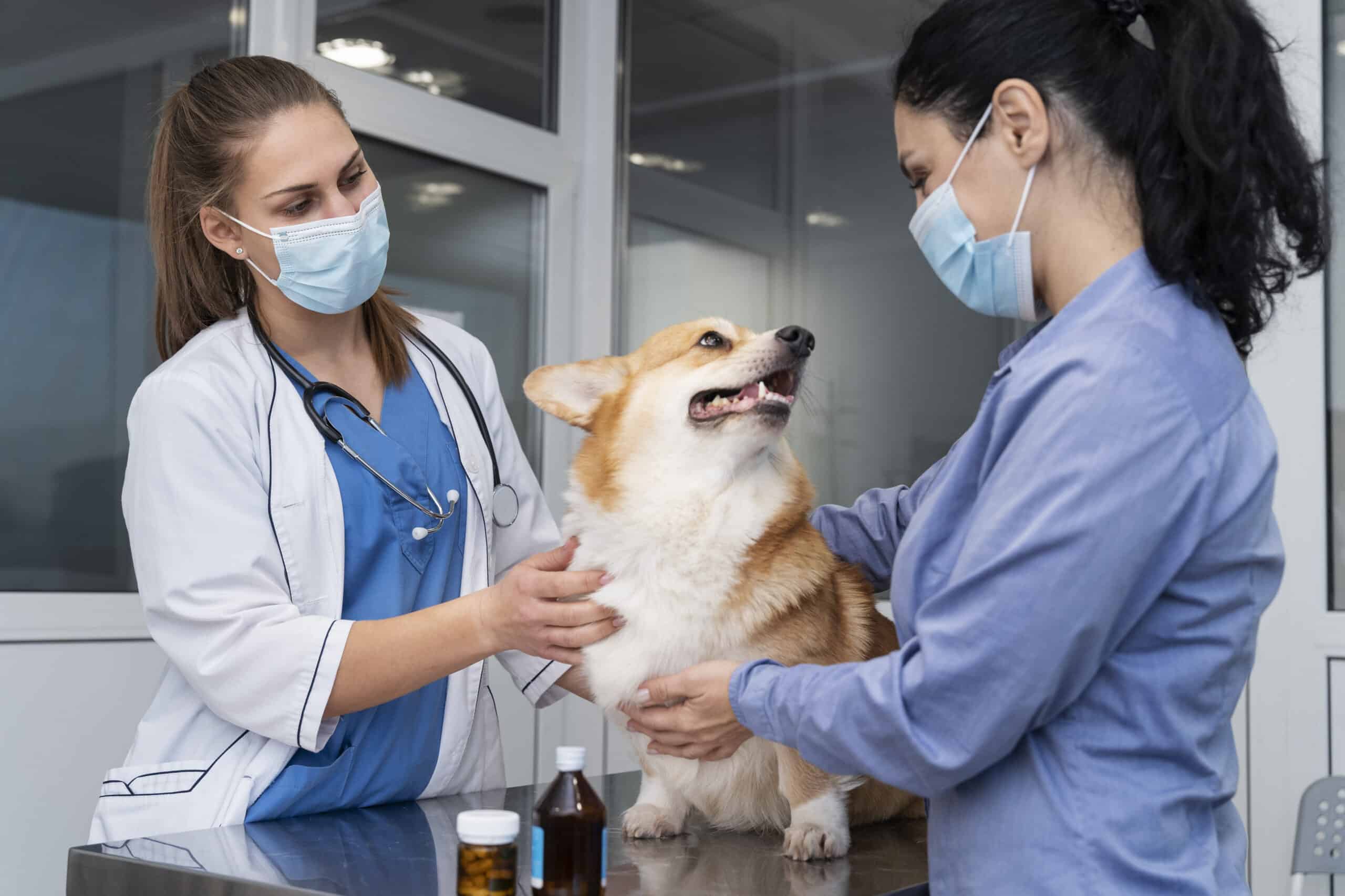 vacunacion para mascotas